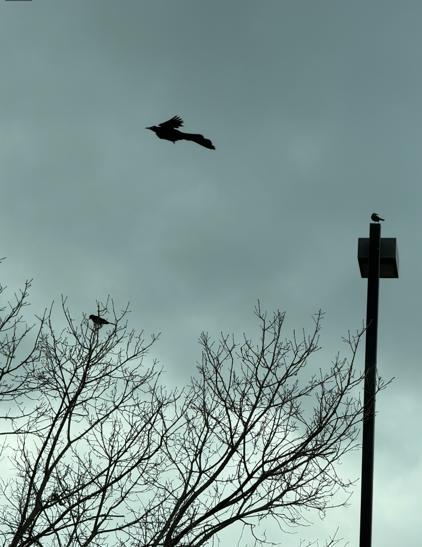 Birb March 2026