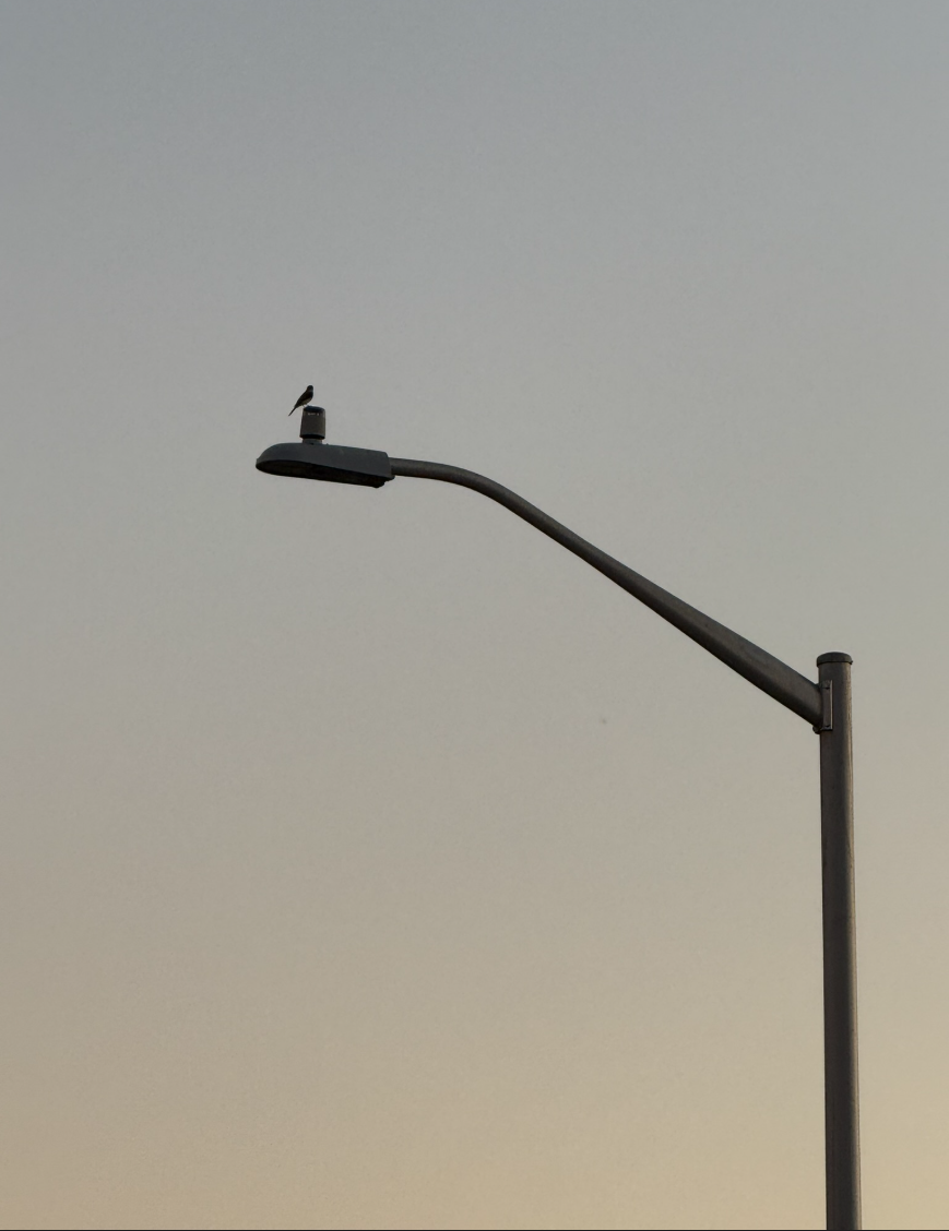 Birb November 2025