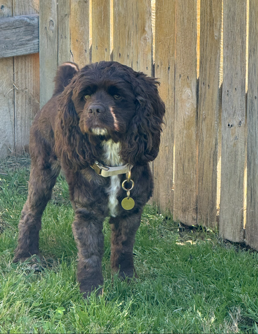 Pup March 2026